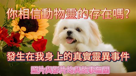 家裡有動物靈|狗靈(動物靈)常見問答2015.02